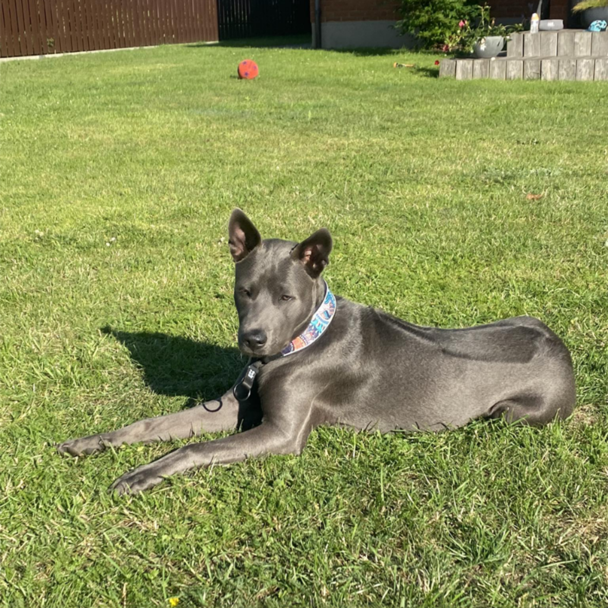 Fabric Collar with Patterns