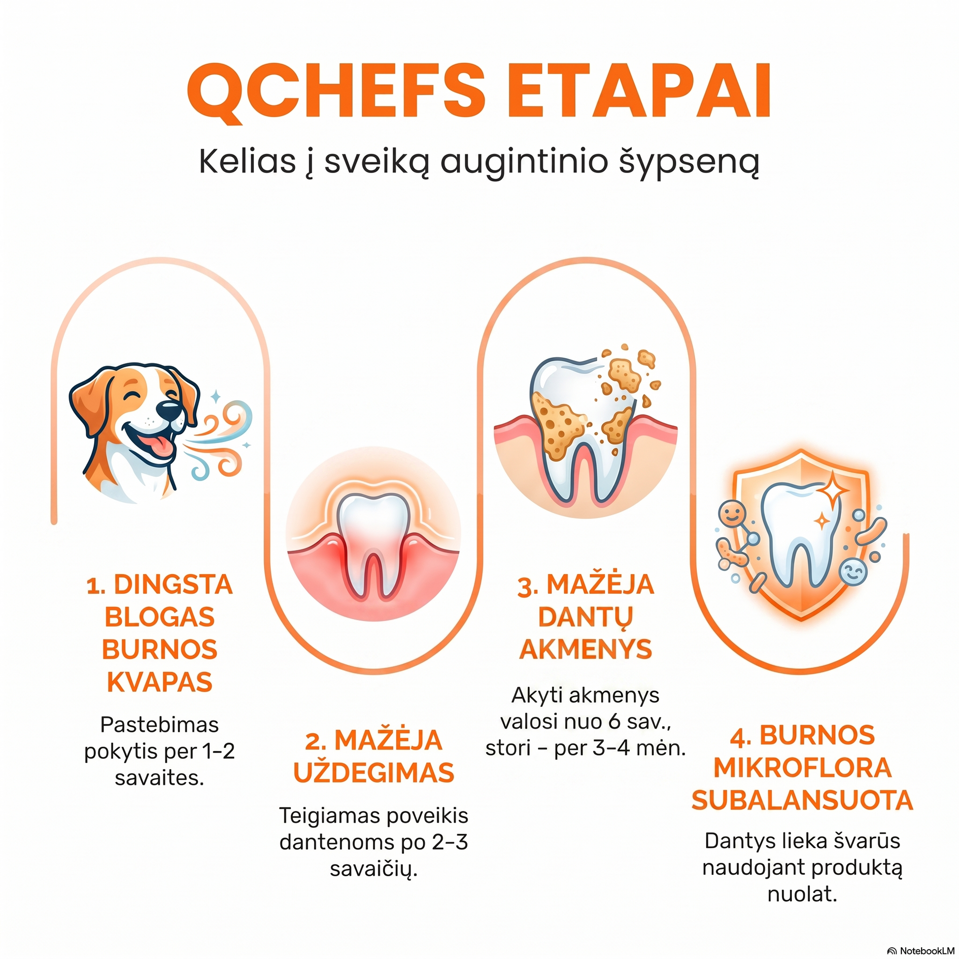 A white infographic with orange and black text in Lithuanian about dental care stages, featuring four illustrated panels: a dog breath, a tooth being brushed, a tooth with cavities, and a shield with a tooth.