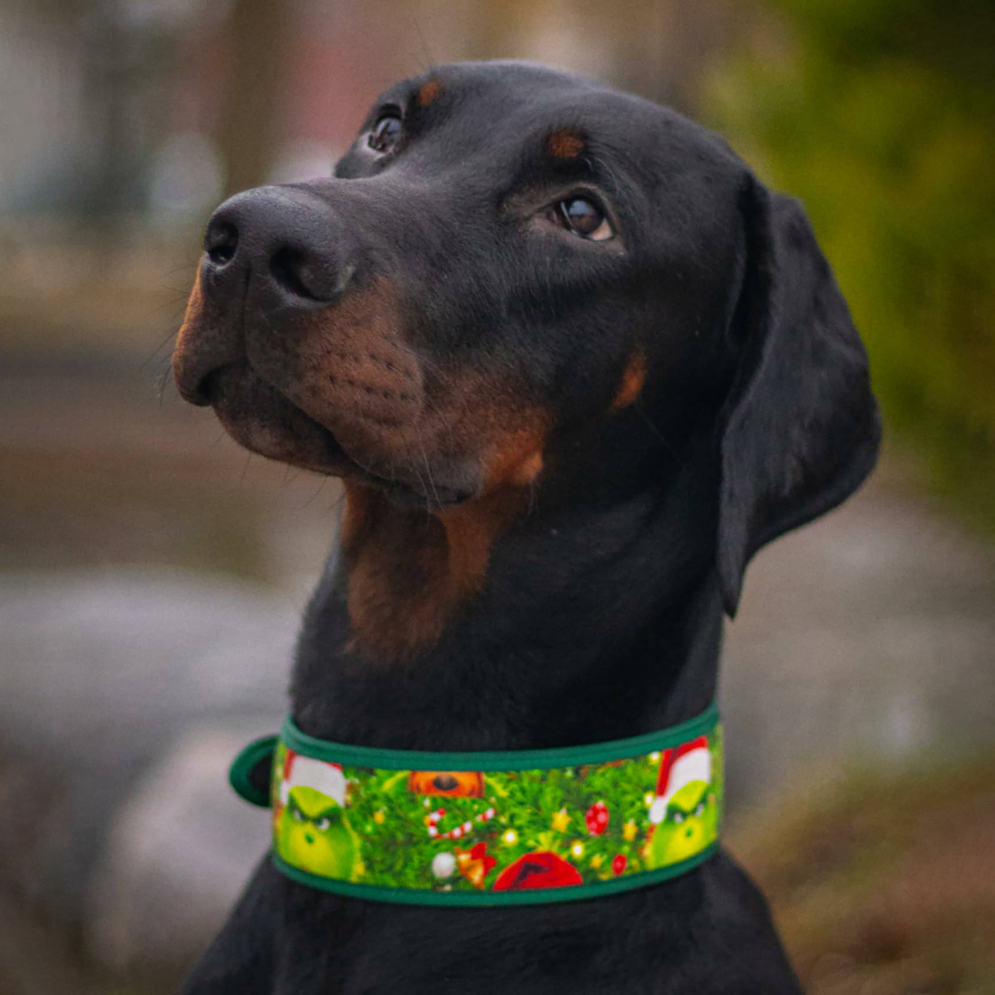 Black dog with a colorful collar looking to the side against a blurred natural background