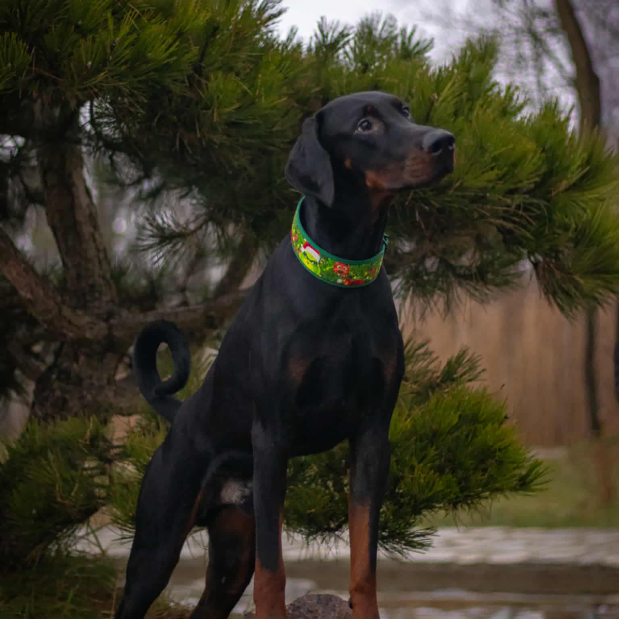 Black dog with a colorful collar standing in front of green bushes